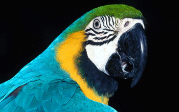 Blue And Yellow Macaw screenshot 16