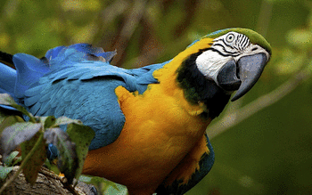 Blue And Yellow Macaw screenshot 17