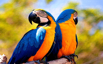 Blue And Yellow Macaw screenshot 18
