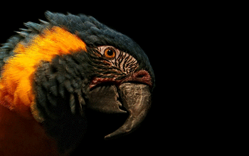 Blue And Yellow Macaw screenshot 2