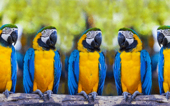 Blue And Yellow Macaw screenshot 20
