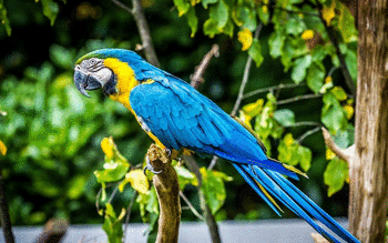 Blue And Yellow Macaw screenshot 24