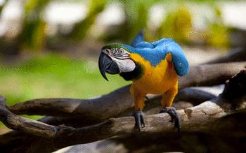 Blue And Yellow Macaw screenshot 3
