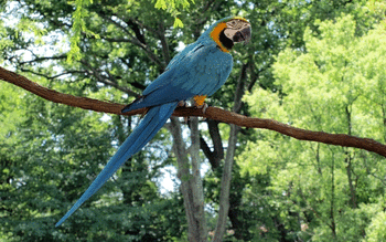Blue And Yellow Macaw screenshot 5