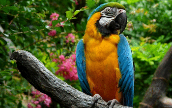 Blue And Yellow Macaw screenshot 6