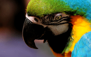 Blue And Yellow Macaw screenshot 9