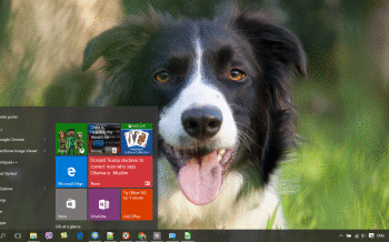 Border Collie screenshot