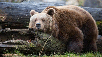 Burly Bears screenshot
