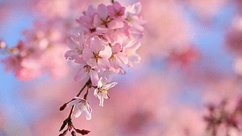 Cherry Blossoms screenshot