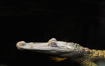 Crocodile screenshot 10