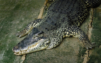 Crocodile screenshot 15