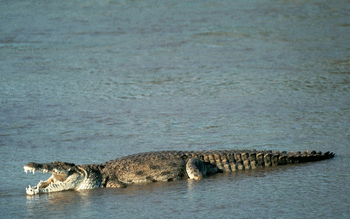 Crocodile screenshot 17