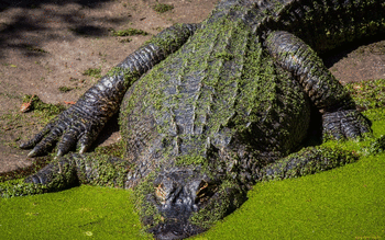 Crocodile screenshot 21