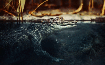Crocodile screenshot 22