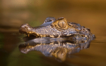 Crocodile screenshot 5