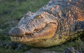 Crocodile screenshot 8