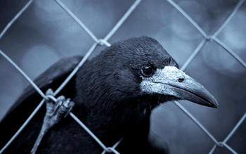 Crow screenshot 4