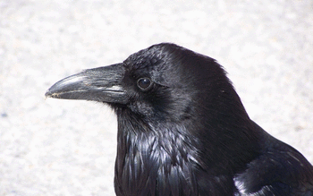 Crow screenshot 5
