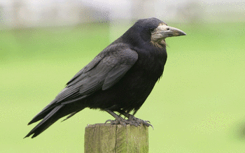 Crow screenshot 6
