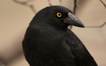 Crow screenshot 9