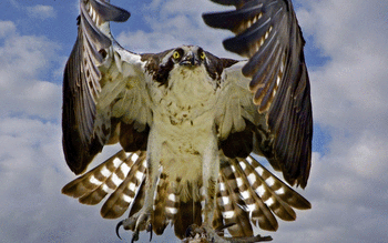 Eagle screenshot 15