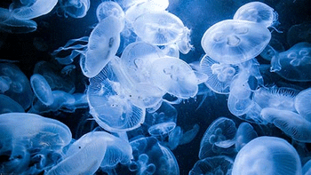 Jazzy Jellyfish screenshot