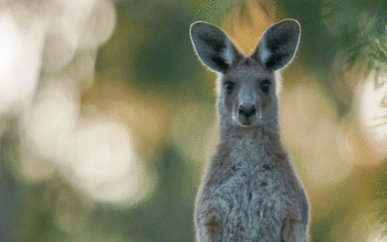 Kangaroo screenshot 25