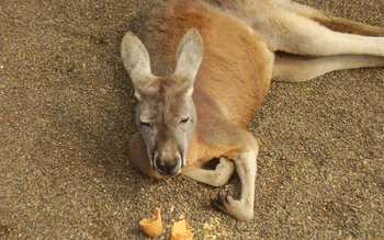 Kangaroo screenshot 7