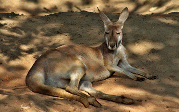 Kangaroo screenshot 8