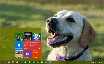 Labrador Retriever screenshot