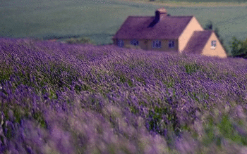Lavender screenshot 10