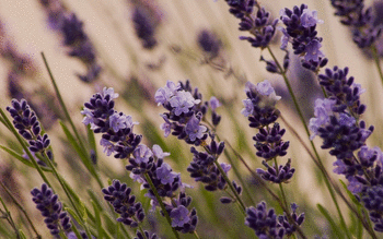 Lavender screenshot 6