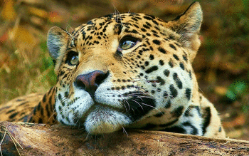 Leopard screenshot 12