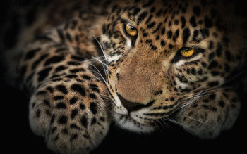 Leopard screenshot 15