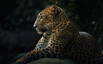 Leopard screenshot 7