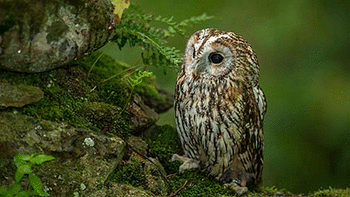 Ogling Owls screenshot