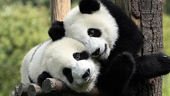 Playful Pandas screenshot