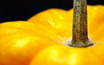 Pumpkin screenshot 9