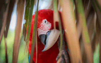 Red And Green Macaw screenshot 4