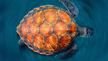 Sea Turtles screenshot