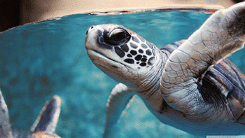 Sea Turtles screenshot 10