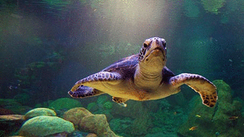 Sea Turtles screenshot 11
