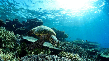 Sea Turtles screenshot 2