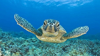 Sea Turtles screenshot 3