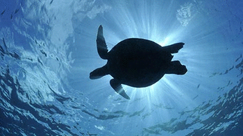 Sea Turtles screenshot 4