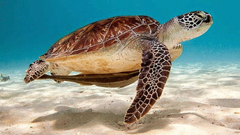 Sea Turtles screenshot 6