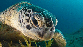 Sea Turtles screenshot 8