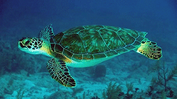 Sea Turtles screenshot 9