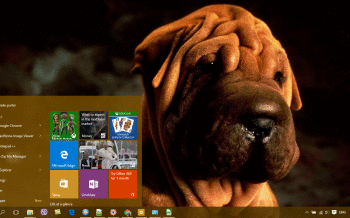 Shar Pei screenshot