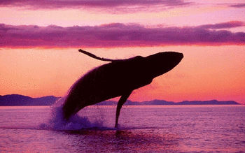 Whale screenshot 2